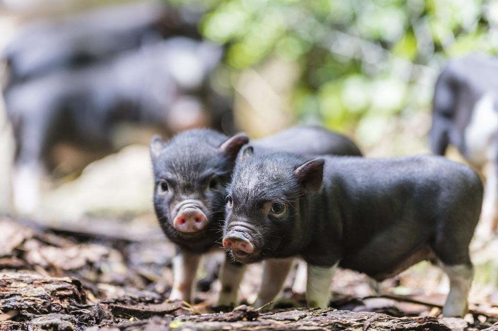 Schwein zeigen