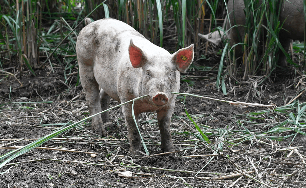 Wo leben Schweine in freier Wildbahn?